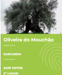 Ler notícia: Árvore do Ano 2025 é de Coimbra, Oliveira do Mouchão fica em 2.º lugar