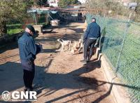 GNR levantou 697 autos de contraordenação e registou 4 crimes a animais de companhia