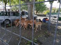 Mação: Ação solidária angariou 5 toneladas de ração para as matilhas de cães de caça (C/ÁUDIO e FOTOS
