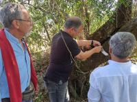 Projeto «Apadrinha Uma Oliveira» pretende recuperar 10 mil oliveiras (c/áudio, vídeo e fotos)