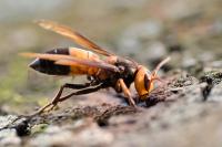 Ler notícia: ICNF alerta para nova espécie de vespa invasora