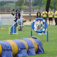 Milhares de concorrentes de 48 países esperados nos mundiais de Agility