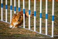 Ler notícia: Mundiais de Agility são em julho e organização está à procura de voluntários 