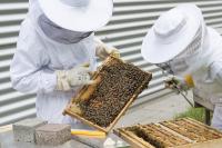 Ler notícia: PS questiona Governo sobre apoio a apicultores em territórios de baixa densidade