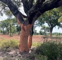 Ler notícia: Mais de 300 furtos de cortiça registados até agosto, sobretudo em Santarém