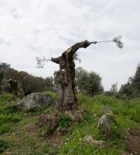 «Apadrinha uma Oliveira» já tem a gestão de mais de 1.700 oliveiras (c/áudio)