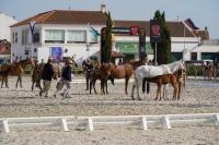 Ler notícia: ExpoÉgua começa hoje na Golegã com destaque para o cavalo Lusitano e gastronomia local