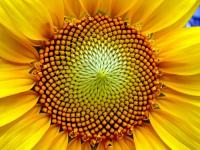 Ler notícia: As plantas sabem matemática?