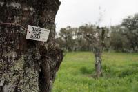 Ler notícia: «Apadrinha uma Oliveira» já tem quase 3.500 oliveiras e 50 hectares 