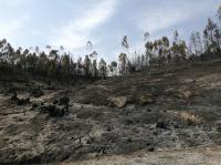 Ler notícia: Mais de 7.500 incêndios e mais de 58.000 hectares ardidos este ano