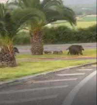 Câmara de Abrantes lança nova estratégia para mitigar a presença excessiva de javalis nas zonas urbanas (c/áudio)