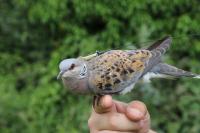 Ler notícia: Aves migratórias em declínio pela ação do Homem e alterações climáticas
