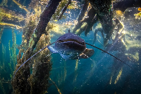 Ler notícia: Estudo sobre reprodução de peixe invasor do Tejo alerta para ameaça à biodiversidade