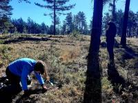 Ler notícia: Estudo da Universidade de Coimbra avalia impacto das plantações de eucaliptos nos animais invertebrados