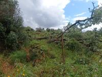 Tornado atingiu o Sardoal arrancando árvores e com prejuízos numa habitação (c/áudio e vídeos ATUALIZADA 18:30)