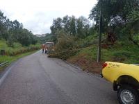 Tornado atingiu o Sardoal arrancando árvores e com prejuízos numa habitação (c/áudio e vídeos ATUALIZADA 18:30)