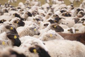 Ler notícia: Doença da língua azul 'ganha terreno' no Alentejo e dizima rebanhos - agricultores