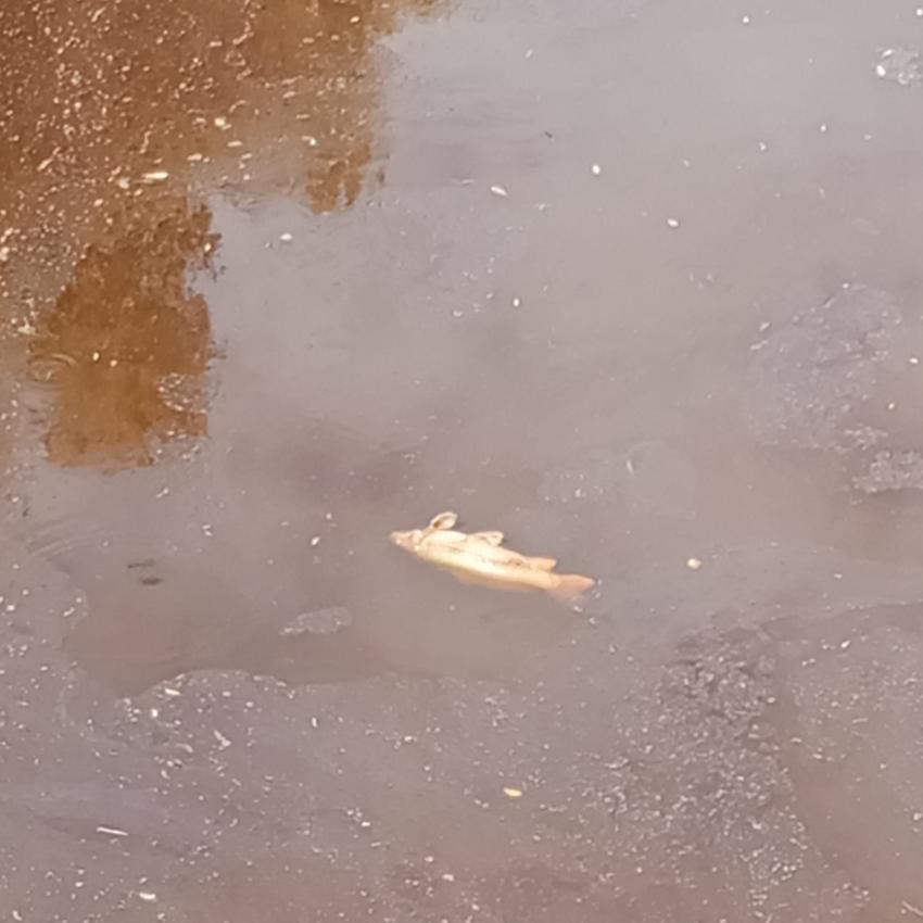 Milhares de peixes mortos identificados em ribeira no Crato