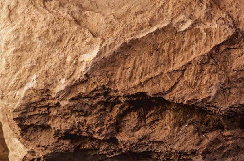 Descoberta nova espécie de fetos extinta com 300 milhões de anos