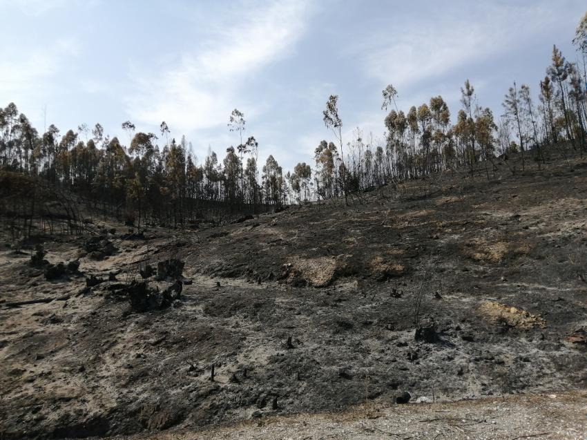 Mais de 7.500 incêndios e mais de 58.000 hectares ardidos este ano